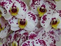 Spotted purple white gorgeous bloom of Phalaenopsis, Ã¢â¬Åmoth orchidsÃ¢â¬Â. Beautiful exotic flowers indoor plants.